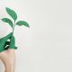 plants