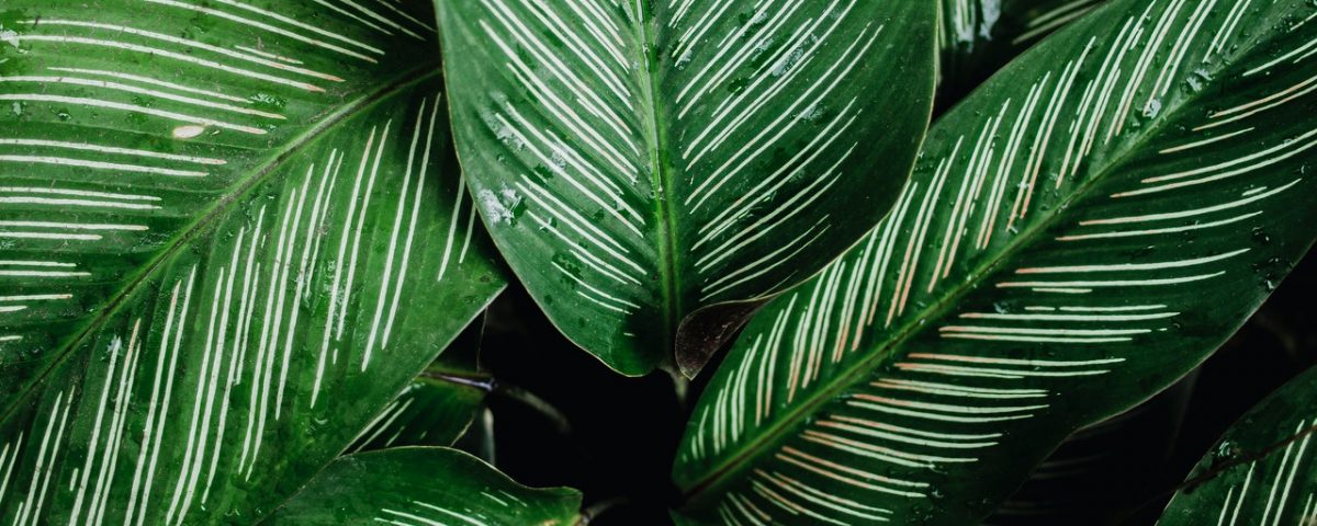 landscaping plants