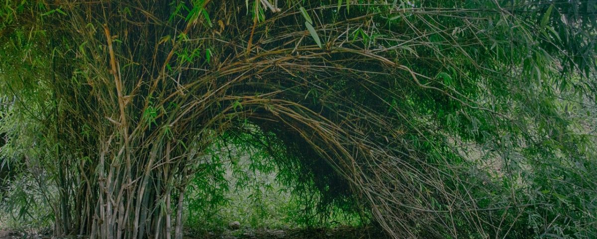 ornamental grass