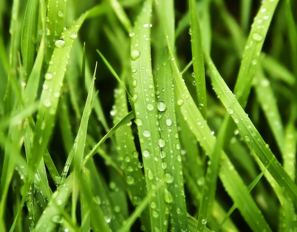 Why Mowing Wet Grass Is A Bad Idea
