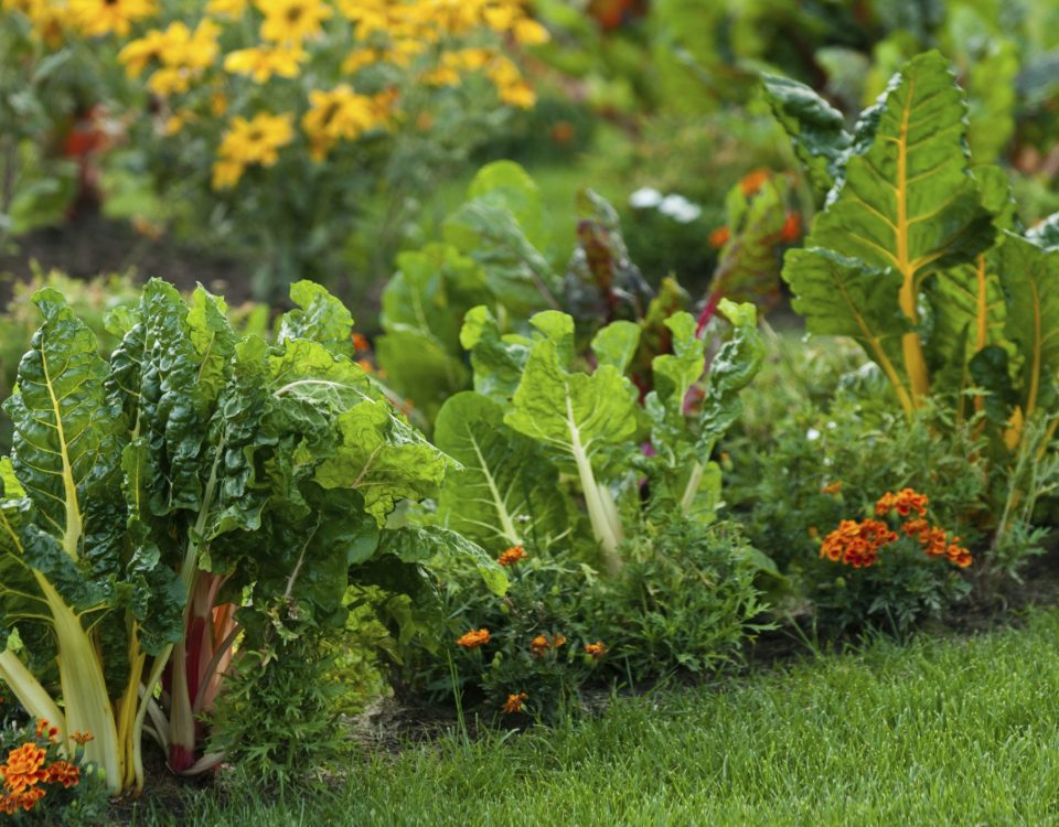 Edible Landscaping