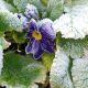 Frost Resistant Plants
